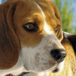 Conseils et astuces pour nettoyer les oreilles de votre chien