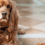Tout ce qu'il faut savoir avant de passer à l'alimentation bio pour chien