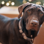 Comment apprendre à son chien le "debout" ?