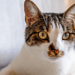 Nettoyer les oreilles d’un chat : les bons gestes