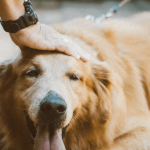 Ostéopathie pour chien : faut-il vous laisser tenter ?
