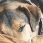 Quel panier pour chien choisir ?