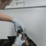 Qu’est-ce que la maladie parodontale du chien ?