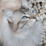 Comment partir en vacances avec son chat (avion, train, voiture)?