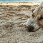 Partir en vacances avec son chien : tout ce à quoi il faut penser