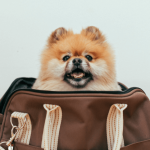 La réglementation en vigueur sur le passeport pour chien et comment l'obtenir
