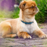 Le Pékinois : un petit chien originaire de Chine