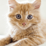 Pension pour chat : avantages et critères de choix