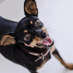 Petit chien : les meilleures races à adopter
