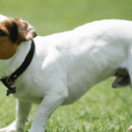 Le Jack Russell Terrier : un fox-terrier renommé du Devonshire