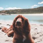 Setter Irlandais