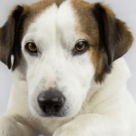 Connaître l'attitude de son chien, le devoir du maître