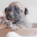 Comment se déroule une saillie chez le chien ?