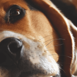 Chien stressé : causes, signes et solutions