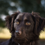 Piroplasmose du chien : comment la détecter et la soigner ?