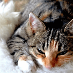 Prendre soin de son chat âgé
