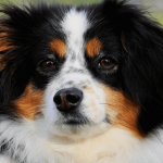 Quelles sont les meilleures idées de prénoms pour chiens ?