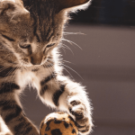 Maladies des chats et prévention