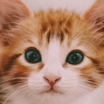Quel est le prix d'un chat ou d'un chaton ?