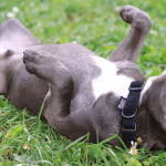 Comment favoriser le bien-être de votre chien avec les probiotiques ?