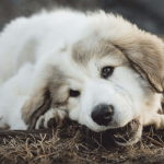 Diarrhée, constipation, torsion de l’estomac : 3 maladies digestives du chien