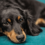 Problèmes de comportement du chien