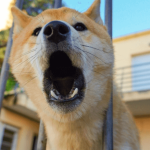 Comportement du chien : problèmes fréquemment rencontrés et solutions