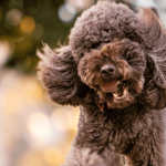 Tout savoir sur les problèmes dentaires des chiens