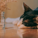 Quels sont les produits dangereux pour les chats ?