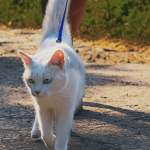 Promener son chat en laisse : bonne ou mauvaise idée ?