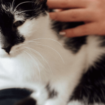 Bien protéger son chat contre les puces