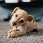 Tout savoir sur la psychologie du chien
