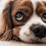 Comment punir son chien de façon intelligente ?