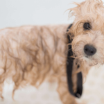 Le toilettage du chien : quand et comment laver son animal