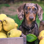 Quels fruits et légumes donner à son chien ?