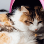 Rage du chat : symptômes, traitements et prévention 