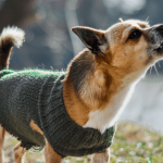 Comment rassurer un chien qui aboie quand il est seul ?