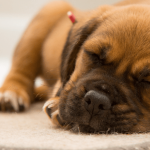 Reconnaître les maladies infectieuses du chien