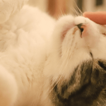 Mon chat et moi : relations et complicités