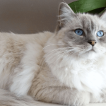 Reproduction et stérilisation du chat