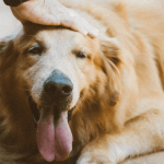 Reproduction et stérilisation du chien : les conseils à suivre