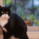 Quels sont les principaux répulsifs naturels pour chat ?