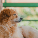 Quels répulsifs naturels pour éloigner les chiens ?