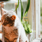 Comment réussir un déménagement avec un chat ?