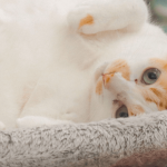 Rhume du chat : comment le soigner ?
