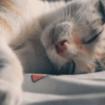 Tout savoir sur les risques d’AVC chez le chat