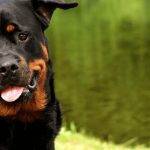 Tout savoir sur le Rottweiler