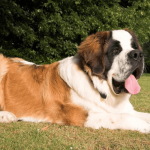 Saint Bernard