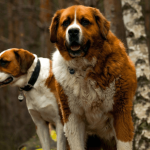 Chien qui aime le froid : zoom sur les races de chiens nordiques