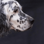 Le setter anglais